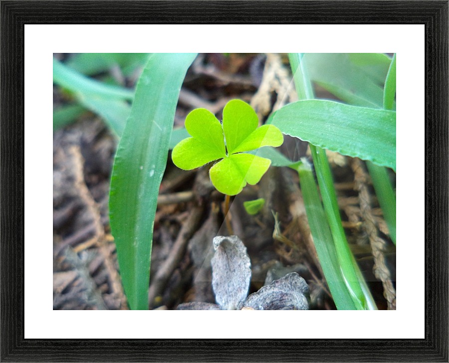 Clover Picture Frame print