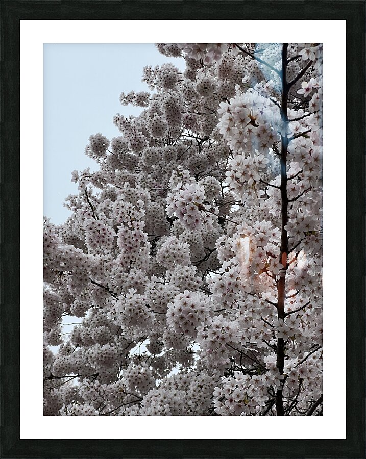 Cherries in Bloom Picture Frame print