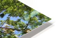 IMG 0880 HD Metal print