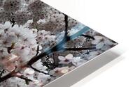 Cherries in Bloom HD Metal print