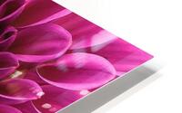 Pink Brilliance Dahlia HD Metal print