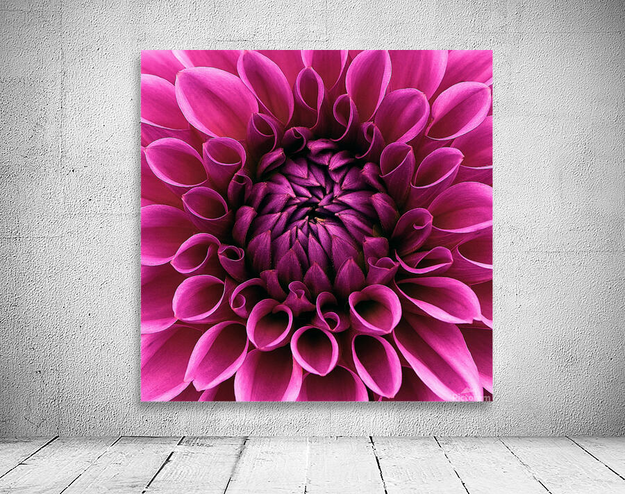 Pink Brilliance Dahlia Wall Preview