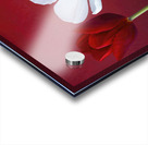 Tulips in a row Acrylic print