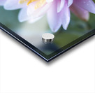 Gentle Grace Acrylic print