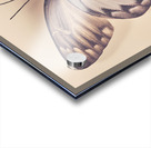 Butterfly Acrylic print