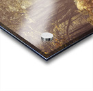 Forest Walkway Acrylic print