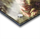 Mushrooms Acrylic print