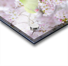 Parrot Among Springtime Blossoms Acrylic print