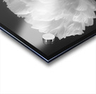 Peony flower Acrylic print