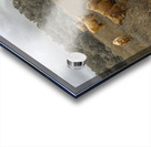 Highland Cows Acrylic print