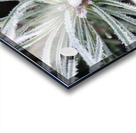 Frost on Pine Shoots Acrylic print