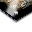 Tiger face Acrylic print