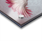 Gerbera Flower Acrylic print
