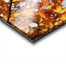 Autumn Leaves Acrylic print