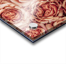 Radiant Roses Acrylic print