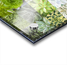 Succulents Collage Acrylic print