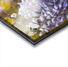 Wisteria Blooms Acrylic print