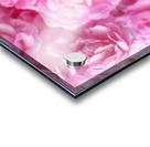 Pink Roses Acrylic print