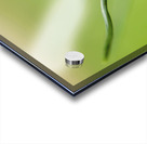 Yellow Crocus Acrylic print