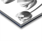 Fresh and Beautiful Tulips Acrylic print