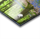 Dog in Bluebells Acrylic print