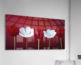 Tulips in a row Acrylic Print