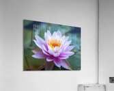 Gentle Grace Acrylic Print