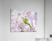 Blossom Bird Acrylic Print