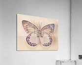 Butterfly Acrylic Print