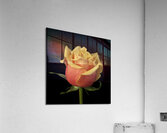 Romantic Rose Acrylic Print