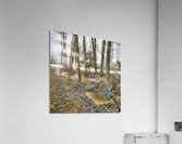Bench at Park Acrylic Print