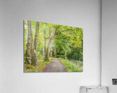Path alongside Canal Acrylic Print