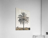 Palm Tree Acrylic Print