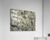 Cacti background Acrylic Print