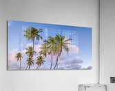 Tropical Palms Evening Acrylic Print