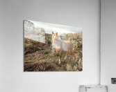 Graceful Wanderer Acrylic Print