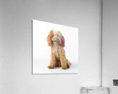 This is for you Acrylic Print