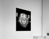 Lion King Acrylic Print