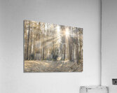 Sun Rays Painting the Forest Acrylic Print