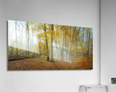 Autumn forest Acrylic Print