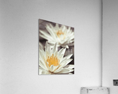 Water Lilies Acrylic Print