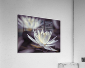 Water Lilies Acrylic Print