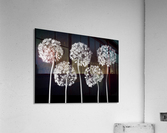 Allium flowers Acrylic Print