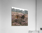 Wild Horses, New Forest Acrylic Print