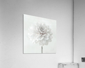 Dahlia flower on white background Acrylic Print