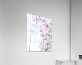 Magnolia flowers Acrylic Print