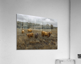 Highland Cows Acrylic Print