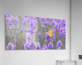 Butterfly Lavender flowers Acrylic Print