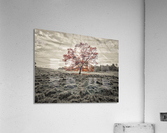 Single tree at autumn Acrylic Print