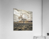 Single tree at autumn Acrylic Print